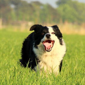 Happy Too!