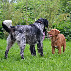 Hondenfoto van Maks met Fenna & Yuna