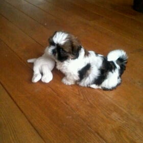 Roxy met haar berenvriendje! ;)