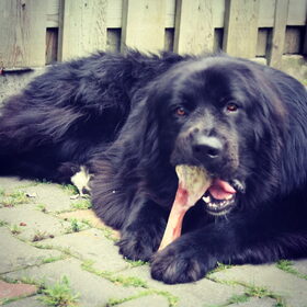 Hondenfoto van Anouk & Balou<3