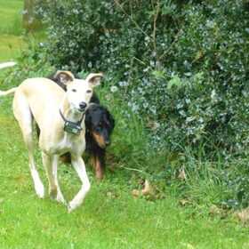 Hondenfoto van Ina, Misty en Aysa
