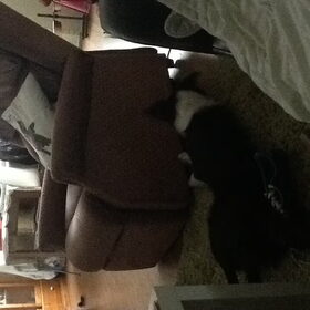 Hondenfoto van Angelique, Kleine Maybe en Tess <3