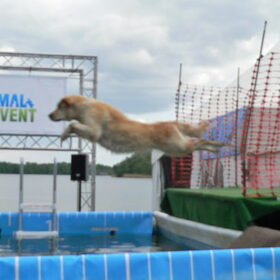 Animal Event 04-05-2014