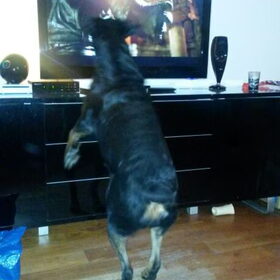 Rottweiler Lola 6 jaar kijkt altijd actief mee naar de tv