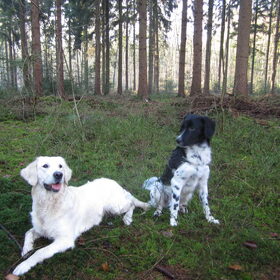 Hondenfoto van Michelle & Bentley