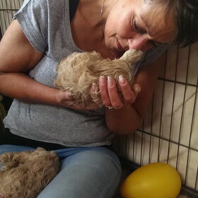 Mams verliefd op het roze stip teefje