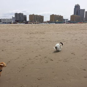 Hondenfoto van Inge, baasje van Gina, Flynn en Wobbe
