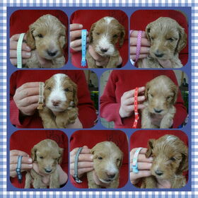 Collage pups 5 weken