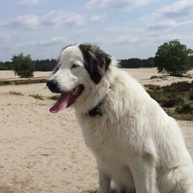 Hondenfoto van Fons & Isha
