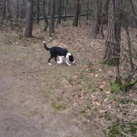 Hondenfoto van Angelique, Kleine Maybe en Tess <3