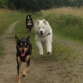 Hondenfoto van Team Black & White