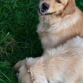 Hondenfoto van Golden Girls 