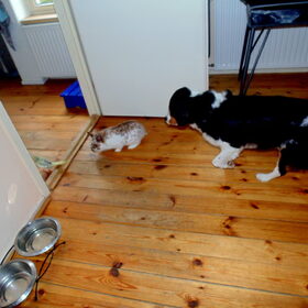 samen spelen