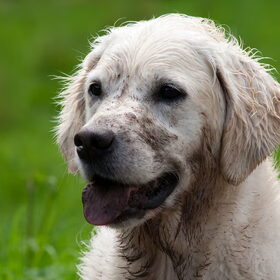 Hondenfoto van Golden Girls 