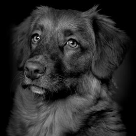 Hondenfoto van Maks met Fenna & Yuna