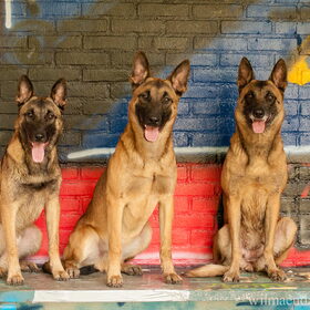 Hondenfoto van De Mecheltjes clan