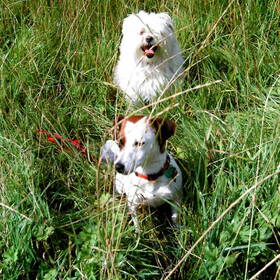 samen in het hoge gras