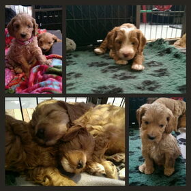 Puppyknuffel collage