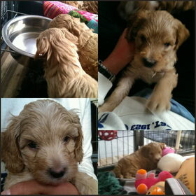 Puppyknuffel collage