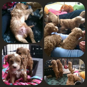 Puppyknuffel collage