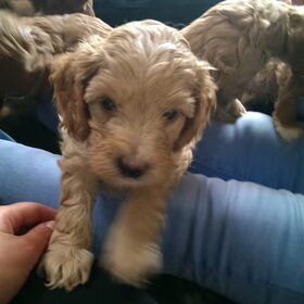 Puppyy!