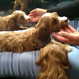 Australian Labradoodle pups. (50)