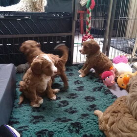 Australian Labradoodle pups. (64)