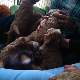 Australian Labradoodle pups. (53)