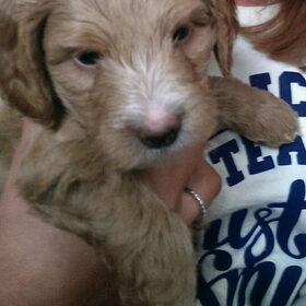 nog een doodle puppy
