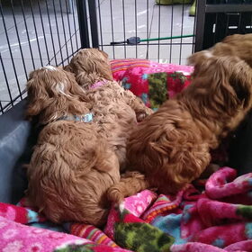 Australian Labradoodle pups. (56)