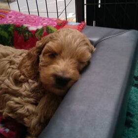 Australian Labradoodle pups. (63)