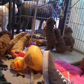 Australian Labradoodle pups. (59)