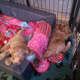 Australian Labradoodle pups. (62)
