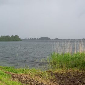 Hondenfoto van team Shadow