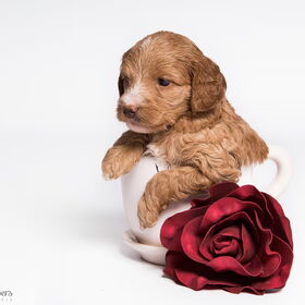 Fotoshoot Senna
