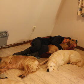 Hondenfoto van Golden Girls 