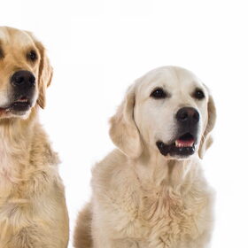 Hondenfoto van Golden Girls 