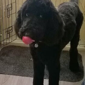 Simba, net terug van de kapper.