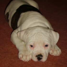 puppy 8 weken