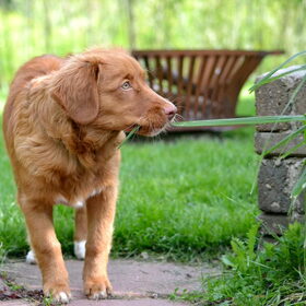 Hondenfoto van Maks met Fenna & Yuna