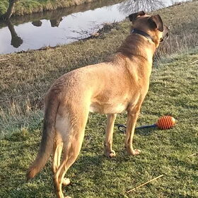 Hondenfoto van Vrouwtje van Denzel en Diva (R.I.P. Dixie)