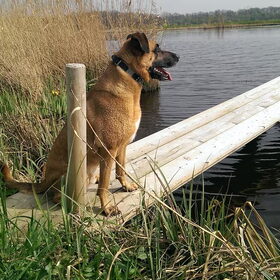 Hondenfoto van Vrouwtje van Denzel en Diva (R.I.P. Dixie)