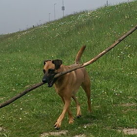 Hondenfoto van Vrouwtje van Denzel en Diva (R.I.P. Dixie)