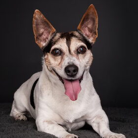 Hondenfoto van Vrouwtje van Denzel en Diva (R.I.P. Dixie)