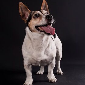 Hondenfoto van Vrouwtje van Denzel en Diva (R.I.P. Dixie)