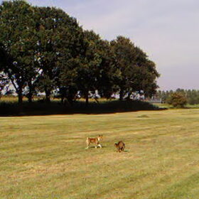 Bambi in het weiland met een kat.