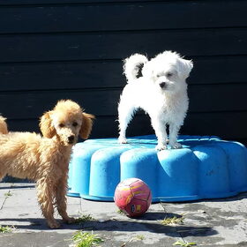 Hondenfoto van Inge, baasje van Gina, Flynn en Wobbe