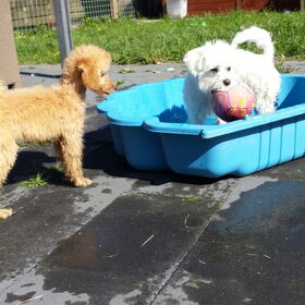 Hondenfoto van Inge, baasje van Gina, Flynn en Wobbe