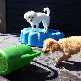 Hondenfoto van Inge, baasje van Gina, Flynn en Wobbe