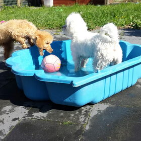 Hondenfoto van Inge, baasje van Gina, Flynn en Wobbe
